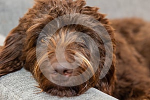 Golden brown labradoodle sleeping on sofa