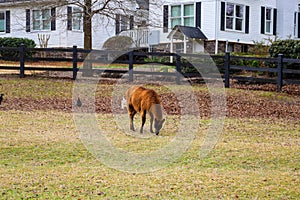 A golden brown llama grazing on the yellow and green grass on the farm surrounded by black wooden fence, lush green plants