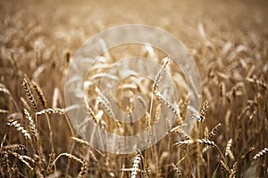 Golden brown wheat field