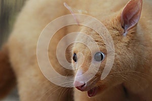 Golden brushtail possum