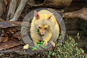 Golden brushtail possum eating