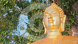 Golden Buddha statue under the Bodhi tree