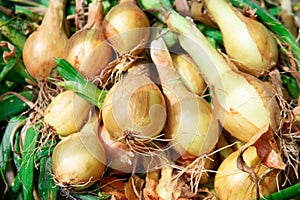 Golden bulb onion close-up. Organic products. Freshly collected from the ground