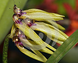 Golden Bulbophyllum Orchid