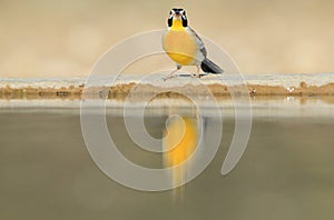 Golden Bunting - Wild Bird Background - Magnificent Reflection of Color