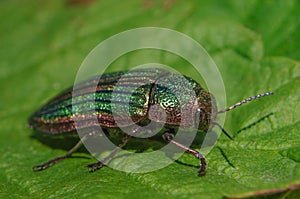 Golden Buprestid beetle