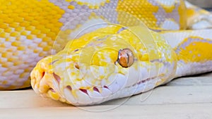 Golden Burmese python