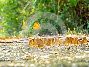 Golden Butterfly on ground. Autumn background with leaves and butterflies.