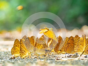 Golden Butterfly on ground. Autumn background with leaves and butterflies.