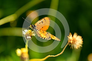 Golden butterfly landing on small white flower