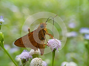 Golden butterfly shucking honey from wild flower