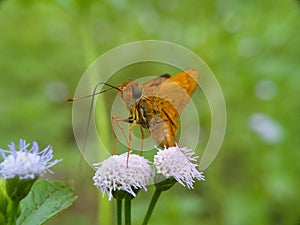 Golden butterfly shucking nectar on wild flower