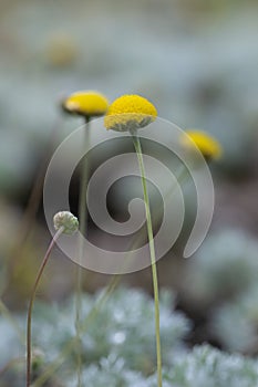 Golden-button Cotula hispida, ferny silvery-grey leaves and yellow flowers