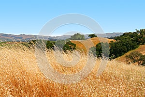 Golden California Hills