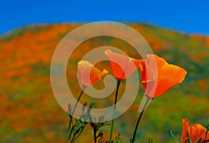 Golden California poppy field, Walker Canyon