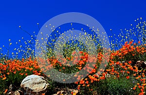 Golden California poppy flower field, Walker Canyon