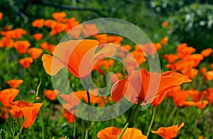 Golden California poppy flower field, Walker Canyon