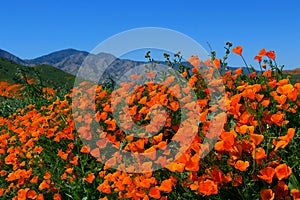 Golden California poppy flower field, Walker Canyon