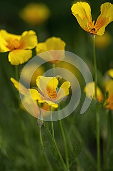 Golden Californian poppy