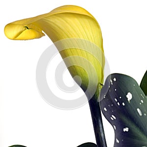 Golden calla lily flower sq