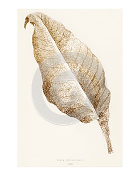 Golden Canna leaf vintage illustration wall art print and poster. Remix from original artwork