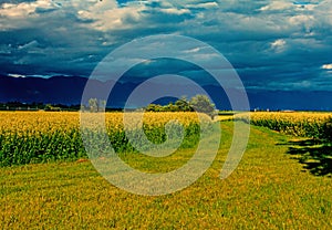 Golden Canola Crop