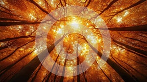 Golden Canopy Sunlight Filtering Through Autumn Trees in a Lush Forest