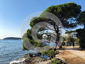 Golden Cape Forest Park Zlatni rt, Rovinj Rovigno - Istria, Croatia / Park Å¡uma Zlatni rt Punta corrente, Rovinj - Istra