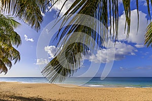 Golden Caribbean beach and turquoise blue sea seen through palm tree fronds