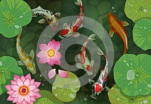 Golden carp background. Traditional pond with koi fish and lotus leaves. Water lily flowers and swimming goldfish