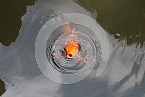 Golden carp in the pond