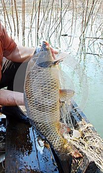 The golden carp of seven kilograms, river networks photo