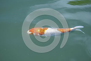 Golden carp swims in a pond