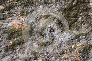 Golden carpenter ants, macro view, following each other in a row on rock in tropical Jungle in El Eden, by Puerto Vallarta, Mexico