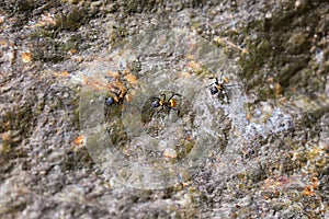 Golden carpenter ants, macro view, following each other in a row on rock in tropical Jungle in El Eden, by Puerto Vallarta, Mexico
