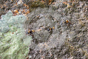 Golden carpenter ants, macro view, following each other in a row on rock in tropical Jungle in El Eden, by Puerto Vallarta, Mexico