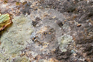 Golden carpenter ants, macro view, following each other in a row on rock in tropical Jungle in El Eden, by Puerto Vallarta, Mexico