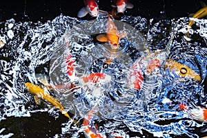 Golden carps and koi fish in an artificial pond.