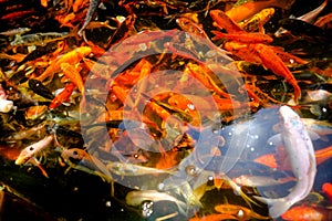 Golden carps and koi fishes in the pond