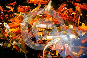 Golden carps and koi fishes in the pond