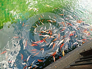 Golden carps and koi fishes in the pond. Yellow, orange, black fish in Chinese pond. Clear water of traditional Chinese ponds in