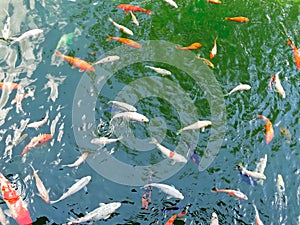 Golden carps and koi fishes in the pond. Yellow, orange, black fish in Chinese pond. Clear water of traditional Chinese ponds in