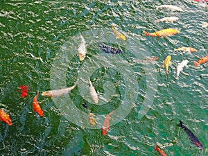 Golden carps and koi fishes in the pond. Yellow, orange, black fish in Chinese pond. Clear water of traditional Chinese ponds in