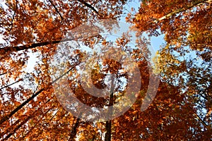 golden cedar forest looking up in autumn