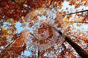 golden cedar forest looking up in autumn