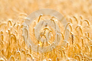 Golden cereal field closeup