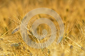 Golden cereal field closeup