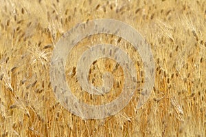 Golden cereal field closeup