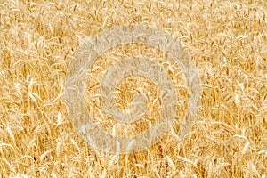 Golden cereal field closeup