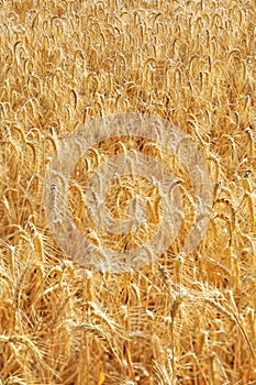 Golden cereal field closeup